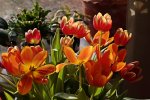 Tulpen_tulips_rpt_orange2_900.JPG