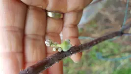 Himbeerblüte.webp