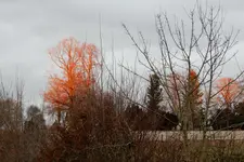 Der Wald brennt_0002.jpg