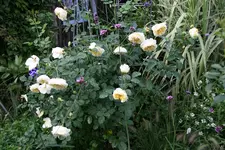 Rose The Pilgrim0215.webp