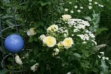 Rose The Pilgrim0817.webp