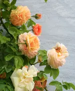 IMG_2021.webp IMG_2021.webp