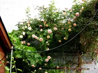 IMG_4798.webp IMG_4798.webp