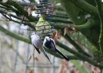 Schwanzmeisen0718.webp