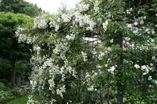 Rose Cilli-Rose0616.webp