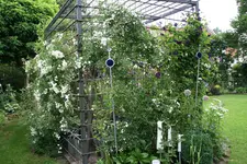 Rosentempel0317.jpg