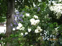 IMG_8156.webp IMG_8156.webp