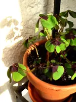 P1030191.webp