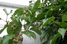 Weiki1010.webp