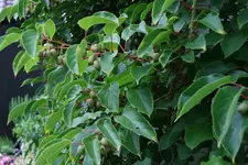 Weiki1111.webp