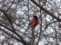 P1030871.webp