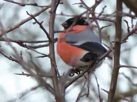 P1030880.webp