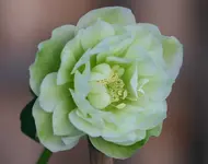 Helleborus3209.webp