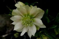 Heloborus1307a.webp