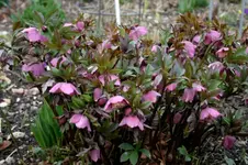 Heleborus2307.webp