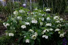 Heleborus2407a.webp