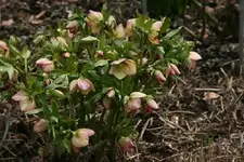 Helleborus1613a.webp
