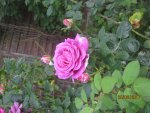 IMG_9013.JPG