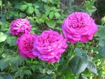 IMG_8203.JPG