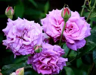 IMG_3219.webp IMG_3219.webp