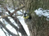 Astloch mit Kohlmeise2.webp