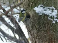 Astloch mit Kohlmeise3.webp