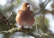 Buchfink von vorn2.webp