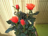 059.webp