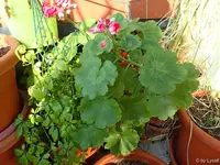 c054.webp