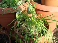 c053.webp