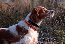 Estrella_Duft in der Nase_900.webp