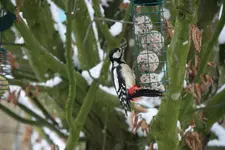 Buntspecht0618.webp