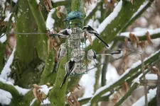 Schwanzmeisen2118.webp