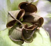 helleborus%25204%2520kapseln.webp