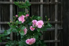 Rose Hl.Elisabeth 0117.webp