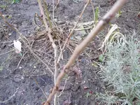 P1020266judasbaum.webp