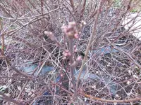 P1020265mandelstrauch.webp