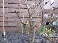 P1020263hamamelis.jpg