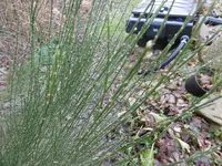 P1020262ginster.webp