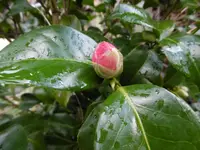 P1020261Camelia.jpg