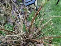 P1020260hortensie.webp