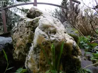 P1020258narzisse.webp