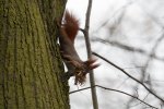 2018-02-11-132520-friedhof_bergmannstrasse.jpg