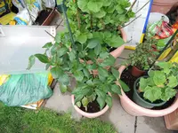 DSCN5309.jpg