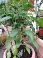 DSCN5264.jpg