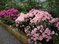 DSC02600.webp