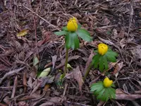 Winterlinge 31.01.2018.jpg