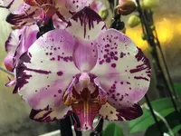 phalaenopsis_magic_art_-_kopie.webp