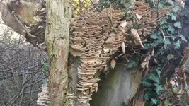 Pilz.webp