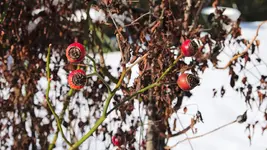 rosenbogen_0001.webp